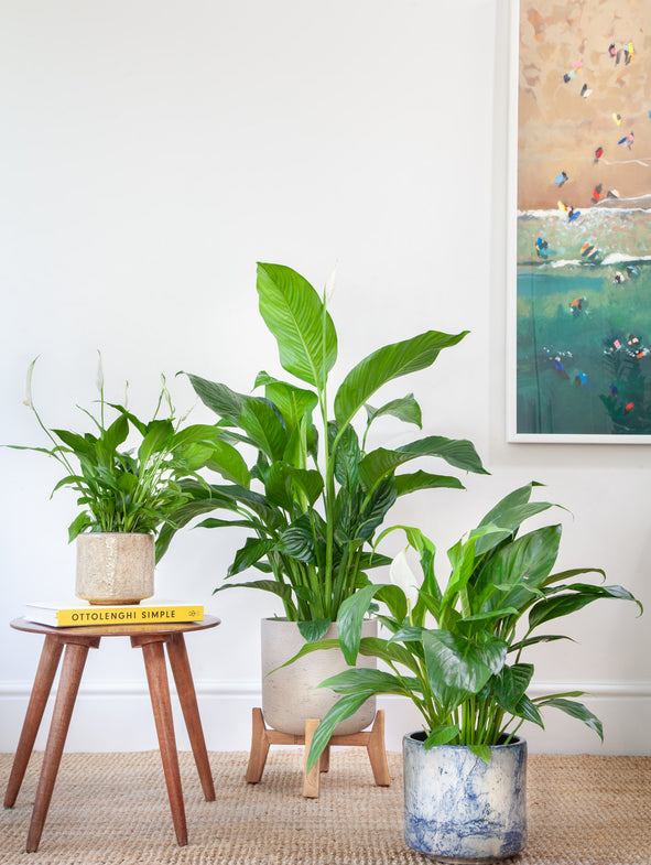Peace Lily